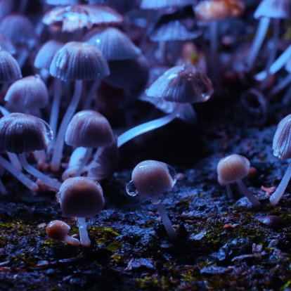 photo of mushrooms