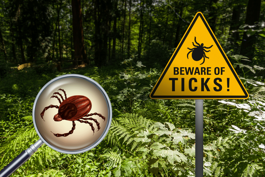 ticks
